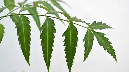 Neem Leaves:  Supports skin allergy relief 