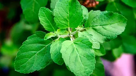 Tulsi Leaves: Tulsi tea helps soothe the throat and control cough.